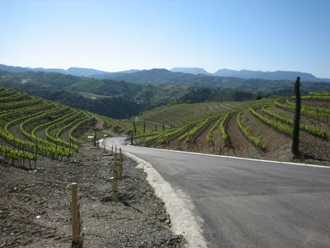 Vista de los viñedos desde la bodega