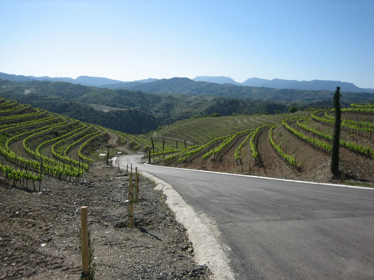 View of the vineyards from the winery